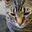 Favicon of Cataas